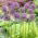 Allium Mars, Riesen-Lauch, Zierlauch