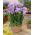 Freesia - Double Blue - paquete de 10 piezas