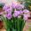 Freesia - Double Blue - paquete de 10 piezas
