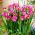 Fréziák - Double Pink - csomag 10 darab - Freesia