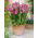 Fréziák - Double Pink - csomag 10 darab - Freesia