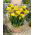 Freesia Double Yellow - 10 kvetinové cibule