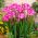 Freesia Single Pink - 10 bulbi