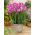 Freesia Single Pink - 10 bulbi