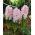 Lady Derby hyacinth – 3 pcs.
