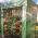 Invernadero de tomate - 200 x 198 x 78 cm - 