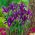 Iris-slægten (Iris × hollandica) - Purple Sensation - pakke med 10 stk