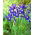 Iris-slægten (Iris × hollandica) - Saphire Beauty - pakke med 10 stk