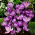 Crocus, Krokus Flower Record - 10 Zwiebeln