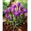 Crocus Grand Maitre - 10 bulbs