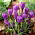 Crocus Grand Maitre - 10 bulbs