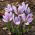 Sáfrány Sativus - csomag 10 darab - Crocus Sativus