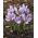 Sáfrány Sativus - csomag 10 darab - Crocus Sativus