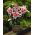 Lilijas Mona Lisa - Lilium oriental hybridum Mona Lisa
