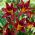 Хемероцаллис, Даилили Блацк Принце - булб / тубер / роот - Hemerocallis hybrida Black Prince