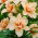Hemerocallis, Daylily Double Dream