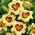 Hemerocallis, Taglilie El Desperado