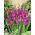 Gladiolus Byzantinus - 10 květinové cibule