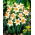 Narcis narcis - 5 ks - 