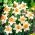 Narcis narcis - 5 ks - 