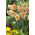 Daffodil Apricot Whirl - 5 pcs