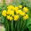 Narcissus Jonquilla -Narzisse Sweetness - 5 Zwiebeln