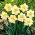 Narcissläktet - Manly - paket med 5 stycken - Narcissus