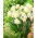 Narcissus Cheerfulness – Narzisse Cheerfulness - 5 Zwiebeln