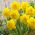 Dvojitý narcis Eastertide - 5 ks