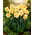 Dobbelt påskelilje Blomsterparade - 5 stk.