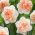 Dubbele narcis Flower Surprise - 5 stks