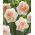 Dubbele narcis Flower Surprise - 5 stks