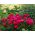 Paeonia - Karl Rosenfield