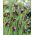 Fritillary de Elwes, Fritillaria elwesii - 5 piezas