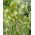 Hermonian fritillary - Fritillaria hermonis ssp. amana - 5 pcs.