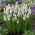Tigru Siberian Muscari - Tigru Siberian - 10 bulbi