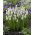 Tigru Siberian Muscari - Tigru Siberian - 10 bulbi