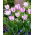 Cardul Tulipa Aria - Cardul Tulip Aria - 5 bulbi - Tulipa Aria Card