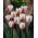 Tulipa Beau Monde - Tulip Beau Monde - 5 bulbs