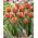 Tulipa hnědý cukr - Tulipán hnědý cukr - 5 květinové cibule - Tulipa Brown Sugar