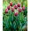 Tulipa Songbook - Lale Şarkı Kitabı - 5 Ampüller - Tulipa Chansonette