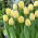 Прапор Tulipa Creme - Culip Creme Flag - 5 цибулин - Tulipa Creme Flag