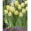 Прапор Tulipa Creme - Culip Creme Flag - 5 цибулин - Tulipa Creme Flag