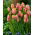 Tulipán Dragon King - csomag 5 darab - Tulipa Dragon King