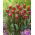 Тюльпан Elegant Crown - 5 шт - Tulipa Elegant Crown
