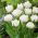 Tulipa Mount Tacoma – Tulpe Mount Tacoma - 5 Zwiebeln