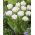 Tulipa Mount Tacoma – Tulpe Mount Tacoma - 5 Zwiebeln