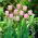 Tulipa Pink Diamond - Tulip Pink Diamond - 5 lampu