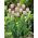 Tulipa Pink Diamond - Tulip Pink Diamond - 5 lampu