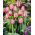 Tulipa Pink Impression - Tulip Pink Impression - 5 bulbs